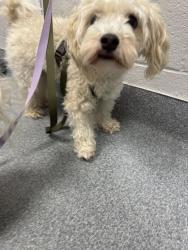 Shelter Stray Male Dog last seen Unknown, Sevier County ACO, TN, 1008 Old Knoxville Hwy, Sevierville, TN 37862, USA