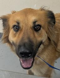 Shelter Stray Male Dog last seen Edwards Drive (ACO-GG) NEEDS TO SPEAK TO OWNER, Valencia,, 1209 NM-314, Los Lunas, NM 87031, USA