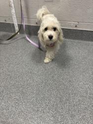 Shelter Stray Female Dog last seen Unknown, Sevier County ACO, TN, 1008 Old Knoxville Hwy, Sevierville, TN 37862, USA