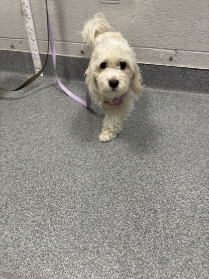 Shelter Stray Female Dog last seen Unknown, Sevier County ACO, TN, 1008 Old Knoxville Hwy, Sevierville, TN 37862, USA