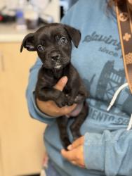 Shelter Stray Female Dog last seen Garfield Ave at Auburn Blvd, Sacramento County, CA, 6201 Florin Perkins Rd, Sacramento, CA 95828, USA