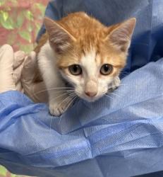 Shelter Stray Male Cat last seen Near W Lynwood, Within Coalition, TX, 11300 Nacogdoches Rd, San Antonio, TX 78217, USA