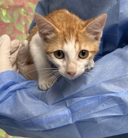 Shelter Stray Male Cat last seen Near W Lynwood, Within Coalition, TX, 11300 Nacogdoches Rd, San Antonio, TX 78217, USA
