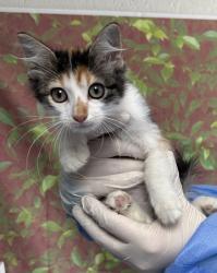 Shelter Stray Female Cat last seen Near W Lynwood, Within Coalition, TX, 11300 Nacogdoches Rd, San Antonio, TX 78217, USA