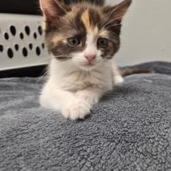 Shelter Stray Female Cat last seen VERNA WAY at AVALON DR, Sacramento County, CA, 6201 Florin Perkins Rd, Sacramento, CA 95828, USA