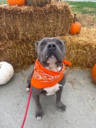 Shelter Stray Male Dog last seen Near Nelson, 4th District, OH, 9203 Detroit Ave, Cleveland, OH 44102, USA