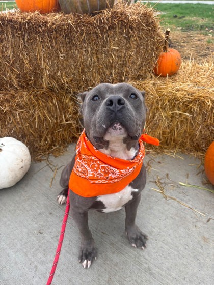 Shelter Stray Male Dog last seen Near Nelson, 4th District, OH, 9203 Detroit Ave, Cleveland, OH 44102, USA