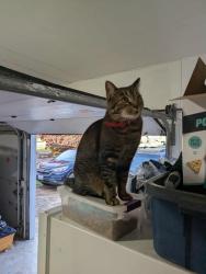 Reunited Male Cat last seen Pleasant Valley 50th Ave and 127th Way, Barberton, WA 98686