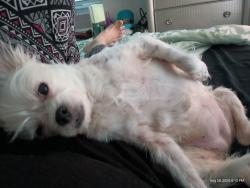 Reunited Female Dog last seen Near blvd, Tulsa, OK 74106