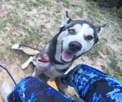 Lost Male Dog last seen Louetta and stuebner aorline, Spring, TX 77379