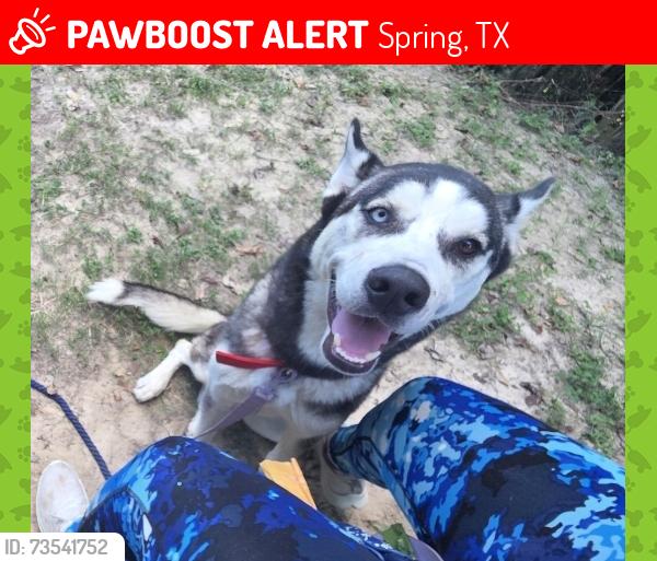 Lost Male Dog last seen Louetta and stuebner aorline, Spring, TX 77379