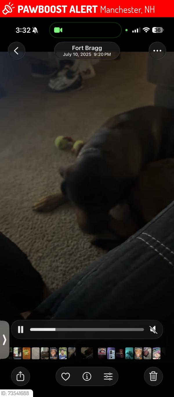 Lost Male Dog last seen Near holly ave, Manchester, NH 03103