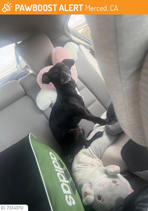 Found/Stray Male Dog last seen Merced bottom right by the highway, Merced, CA 95341