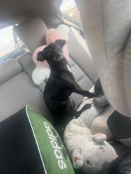 Found/Stray Male Dog last seen Merced bottom right by the highway, Merced, CA 95341