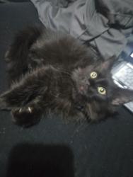Lost Male Cat last seen Last seen on macedonia church rd in vanceboro nc, Craven County, NC 28586
