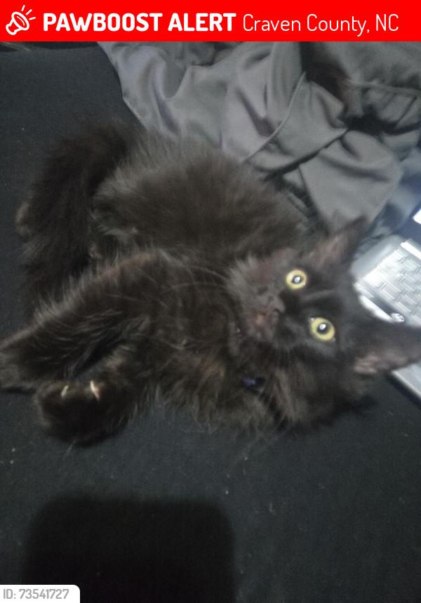 Lost Male Cat last seen Last seen on macedonia church rd in vanceboro nc, Craven County, NC 28586