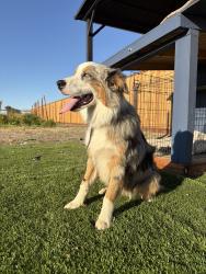 Lost Female Dog last seen s corral hollow rd, Tracy, CA 95304