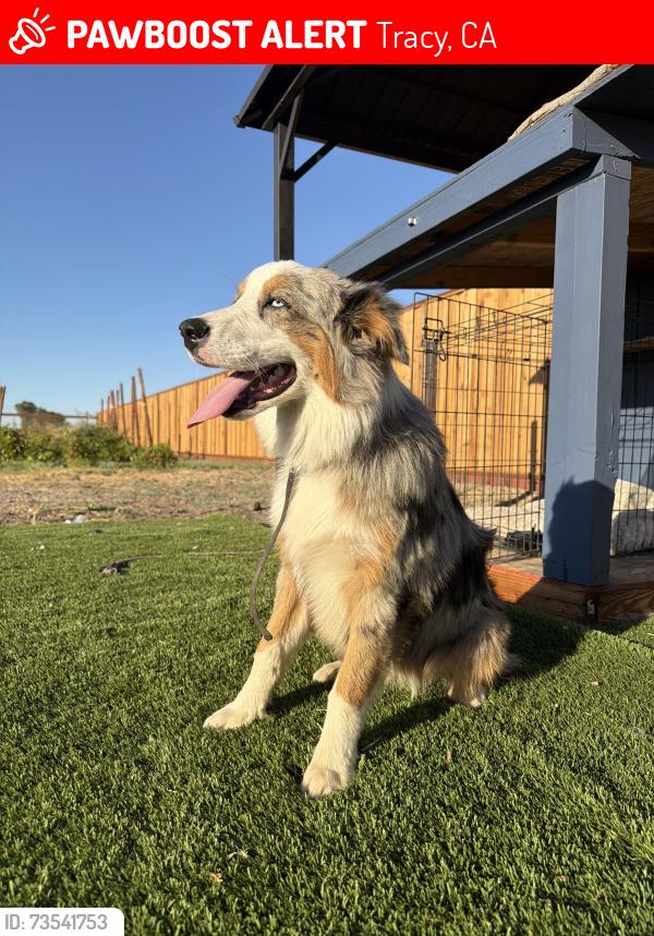 Lost Female Dog last seen s corral hollow rd, Tracy, CA 95304