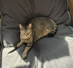 Reunited Female Cat last seen Redwood apmts Hickory, Hickory, NC 28602