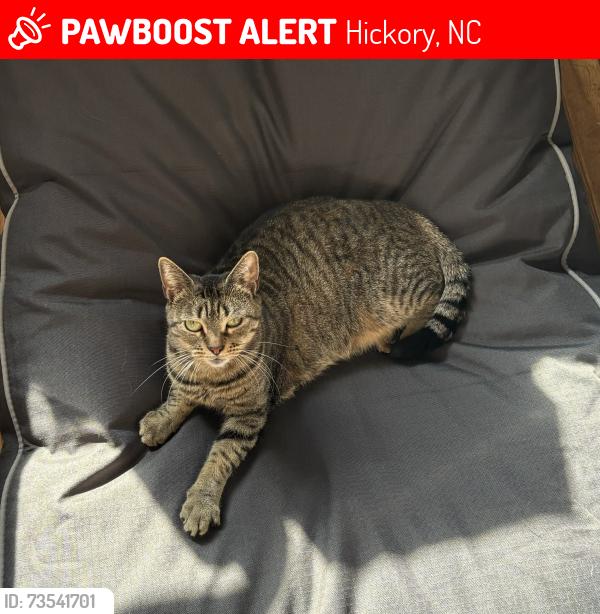 Lost Female Cat last seen Redwood apmts Hickory, Hickory, NC 28602