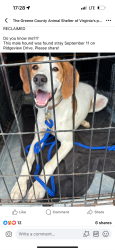 Lost Male Dog last seen West green springs rd Gordonsville va, Zion Crossroads, VA 22942