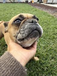Found/Stray Female Dog last seen Shell gas station, Perris, CA 92572