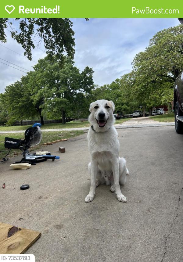 Reunited Male Dog last seen Jameson, Springtown, TX 76082, USA, Springtown, TX 76082