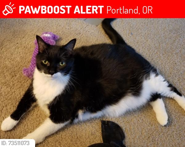 Lost Female Cat last seen 49th and Clay, Hawthorne, Portland, OR 97215