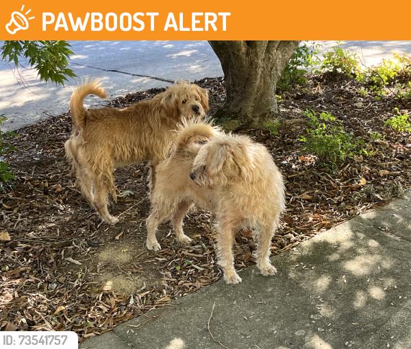 Found/Stray Male Dog last seen Edgar Rd and Mount Olive Church Rd., Randolph County, NC 27350
