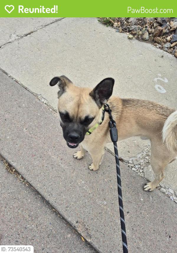 Reunited Male Dog last seen Vicker and Northwind Dr, Colorado Springs, CO 80918