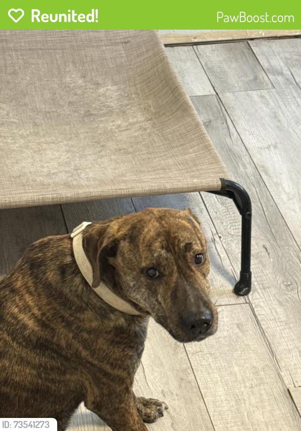 Reunited Male Dog last seen Close to Ollie’s shopping, Zephyrhills, FL 33542
