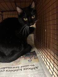Shelter Stray Female Cat last seen Oak Hill Lane, AUSTIN, TX, 78744, 7201 Levander Loop bldg a, Austin, TX 78702, USA