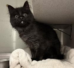 Shelter Stray Male Cat last seen Near S 1835 W, Bluffdale, UT, 84065, 511 W 3900 S, Salt Lake City, UT 84123, USA