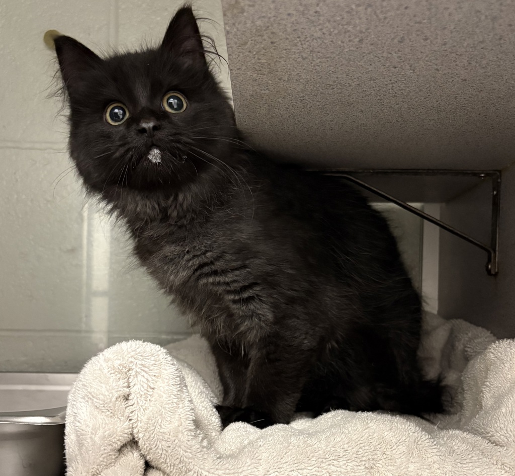 Shelter Stray Male Cat last seen Near S 1835 W, Bluffdale, UT, 84065, 511 W 3900 S, Salt Lake City, UT 84123, USA
