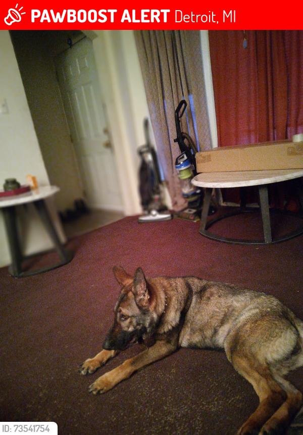 Lost Female Dog last seen Mound & Outerdrive, Detroit, MI 48234