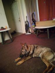 Lost Female Dog last seen Mound & Outerdrive, Detroit, MI 48234