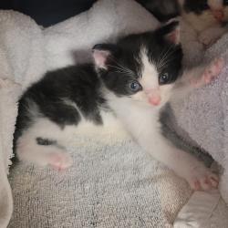 Shelter Stray Male Cat last seen found in backyard, HAYWARD, CA, 94544, 4651 Gleason Dr, Dublin, CA 94568, USA