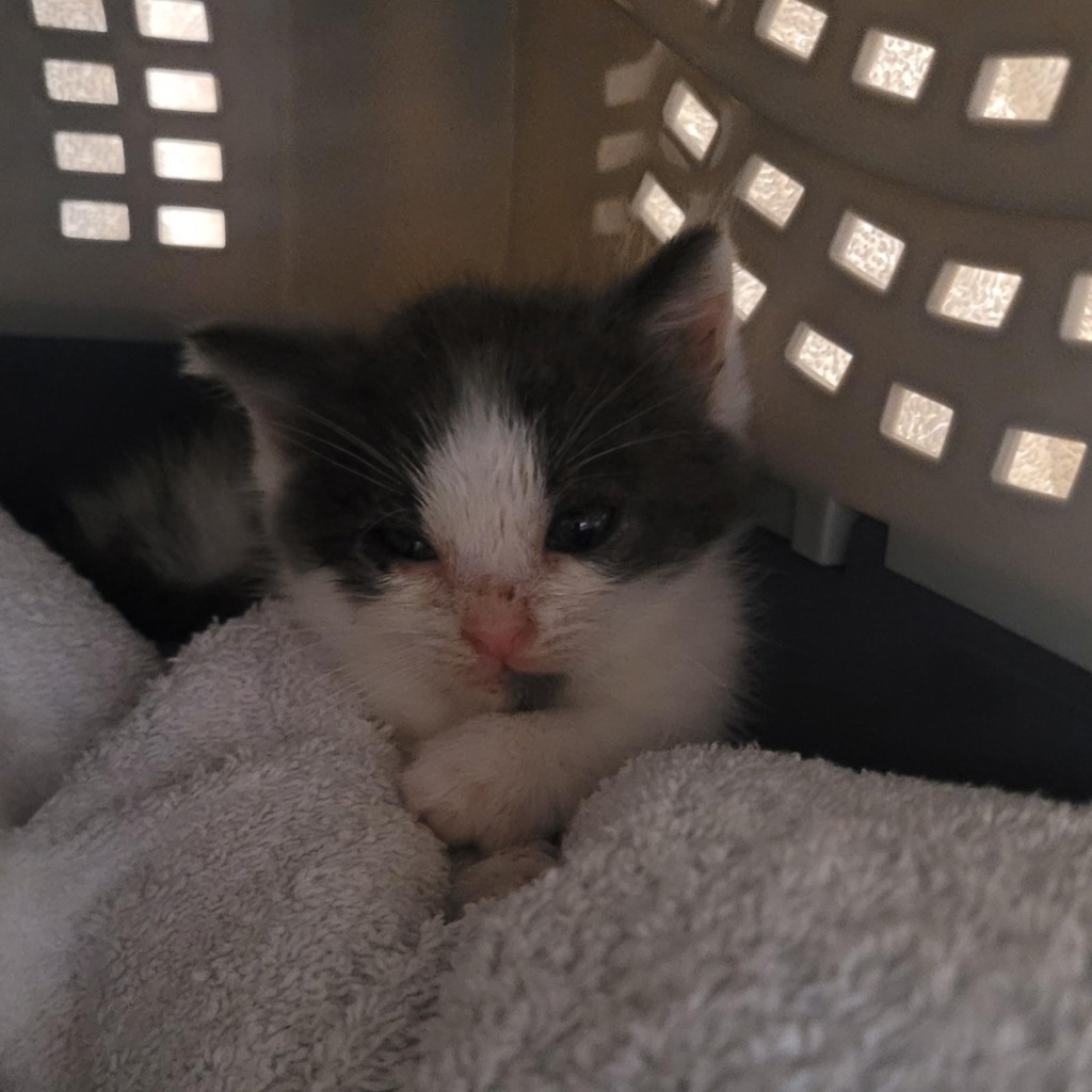 Shelter Stray Male Cat last seen found in backyard, HAYWARD, CA, 94544, 4651 Gleason Dr, Dublin, CA 94568, USA