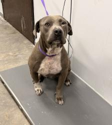 Shelter Stray Female Dog last seen Near Indian Mound Road, LAFAYETTE, LA, 70501, 410 Dugas Rd, Lafayette, LA 70507, USA