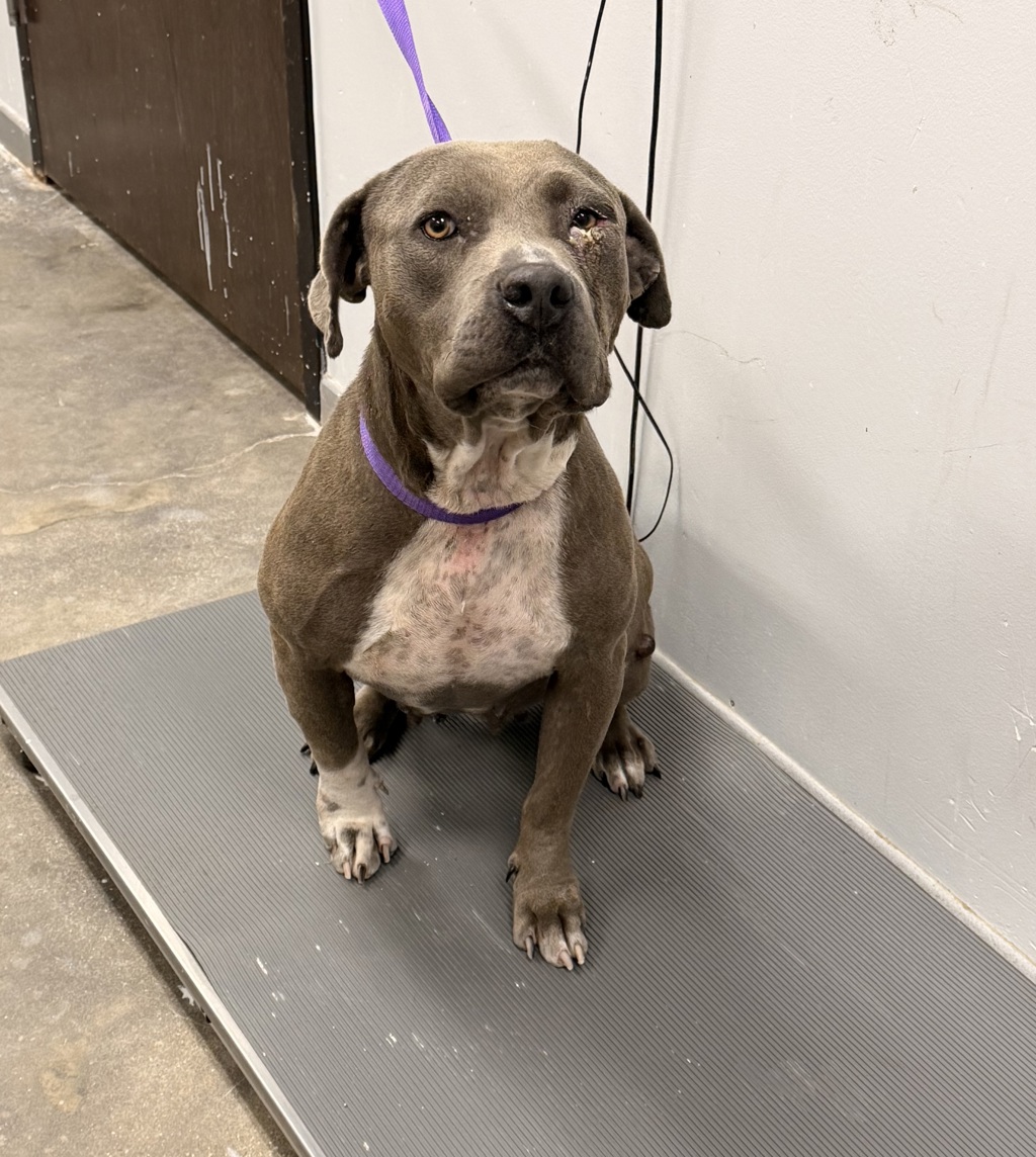 Shelter Stray Female Dog last seen Near Indian Mound Road, LAFAYETTE, LA, 70501, 410 Dugas Rd, Lafayette, LA 70507, USA