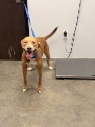 Shelter Stray Female Dog last seen Landry Road, DUSON, LA, 70529, 410 Dugas Rd, Lafayette, LA 70507, USA
