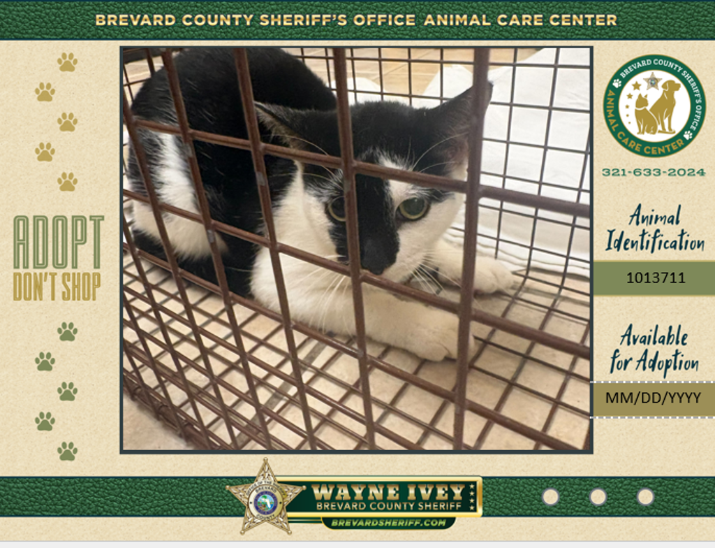 Shelter Stray Female Cat last seen Near Brandon Court, COCOA, FL, 32926, 5100 W Eau Gallie Blvd, Melbourne, FL 32934, USA