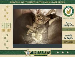 Shelter Stray Female Cat last seen Near Hanford Road SW, PALM BAY, FL, 32908, 5100 W Eau Gallie Blvd, Melbourne, FL 32934, USA