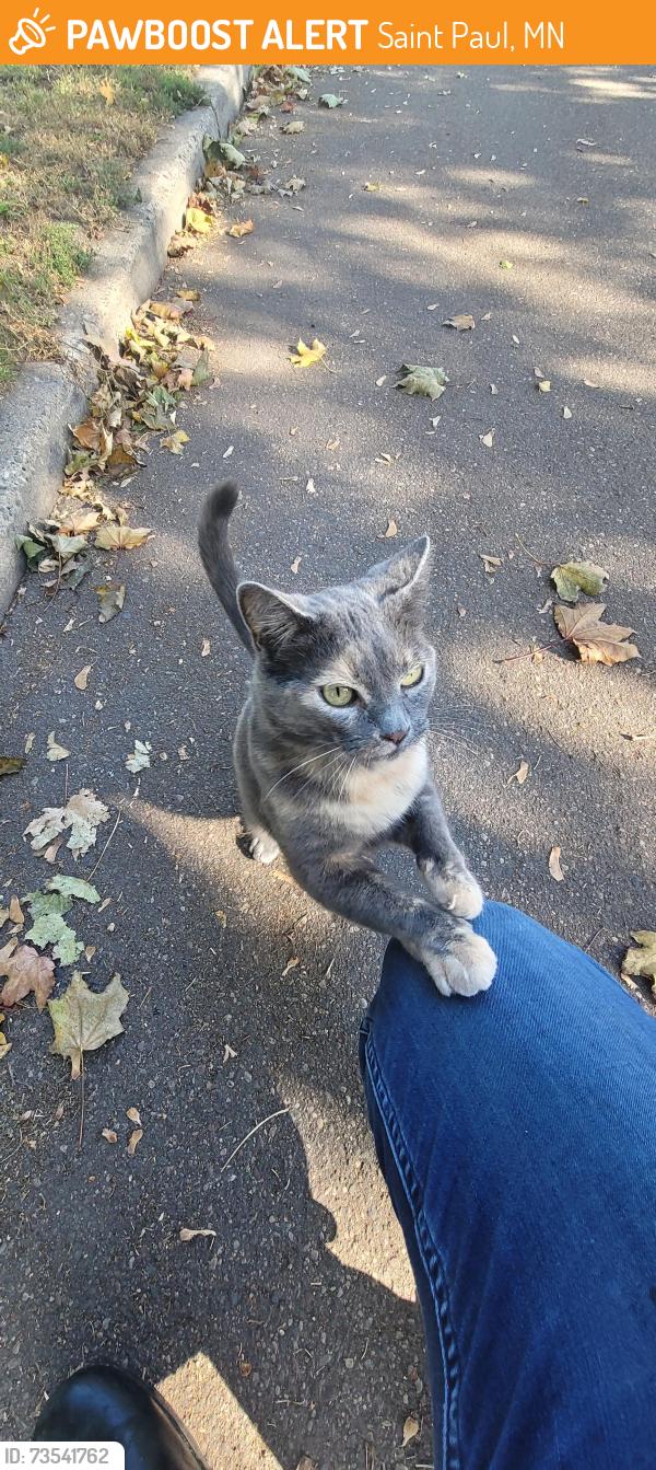 Found/Stray Female Cat last seen 6th St. E at Johnson Parkway, Saint Paul, MN 55106