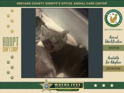 Shelter Stray Male Cat last seen Near Hanford Road SW, PALM BAY, FL, 32908, 5100 W Eau Gallie Blvd, Melbourne, FL 32934, USA