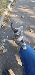 Found/Stray Female Cat last seen 6th St. E at Johnson Parkway, Saint Paul, MN 55106