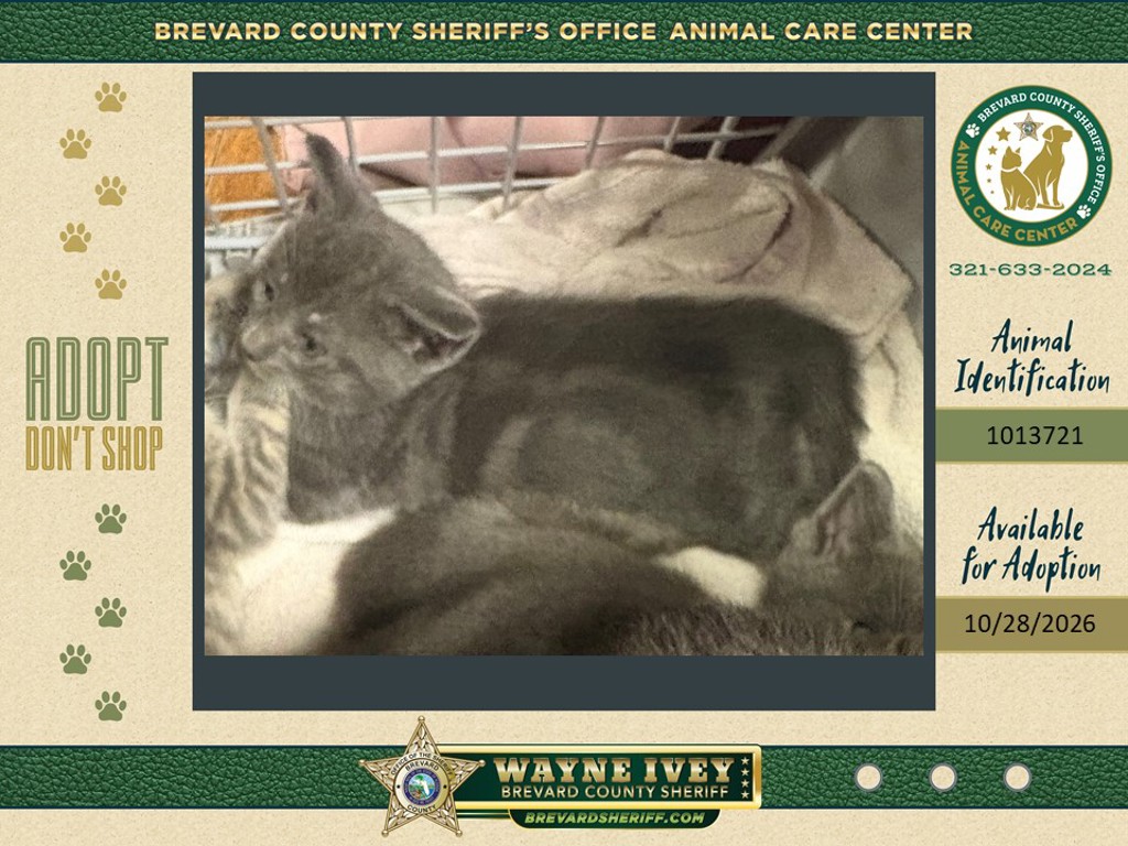 Shelter Stray Female Cat last seen Near Hanford Road SW, PALM BAY, FL, 32908, 5100 W Eau Gallie Blvd, Melbourne, FL 32934, USA