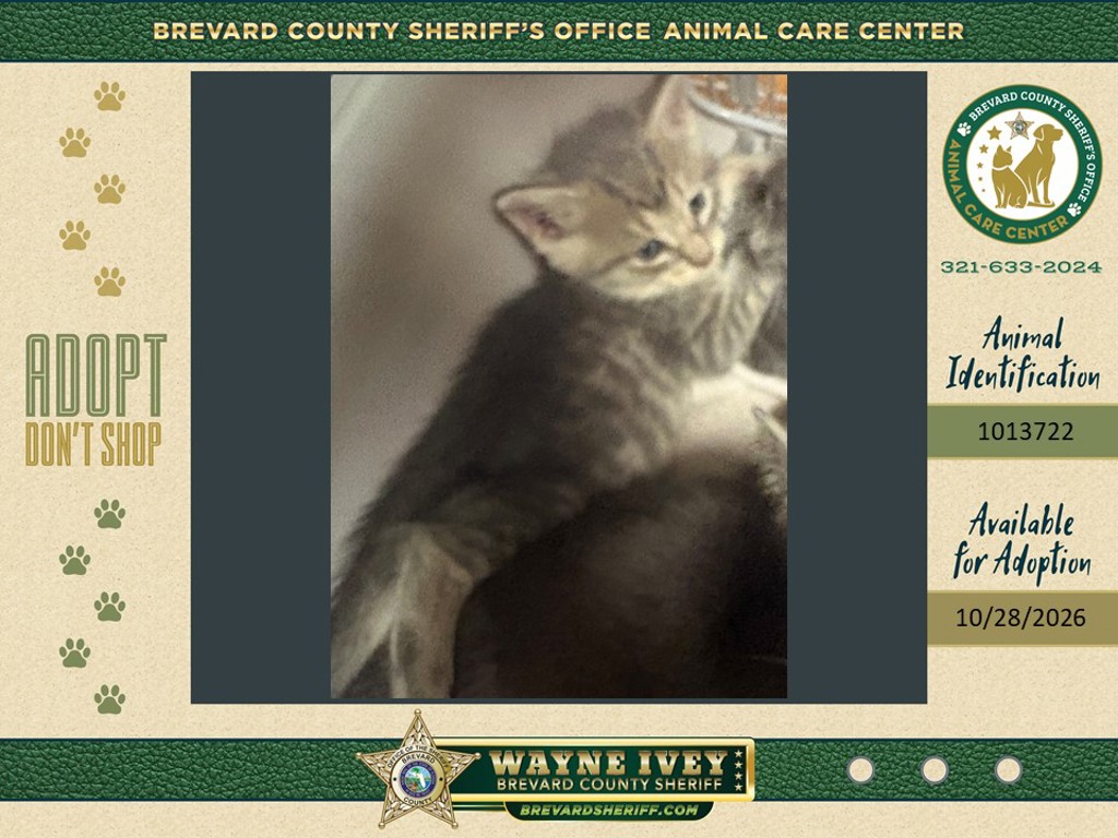 Shelter Stray Male Cat last seen Near Hanford Road SW, PALM BAY, FL, 32908, 5100 W Eau Gallie Blvd, Melbourne, FL 32934, USA