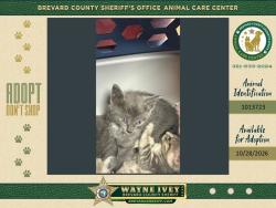 Shelter Stray Female Cat last seen Near Hanford Road SW, PALM BAY, FL, 32908, 5100 W Eau Gallie Blvd, Melbourne, FL 32934, USA