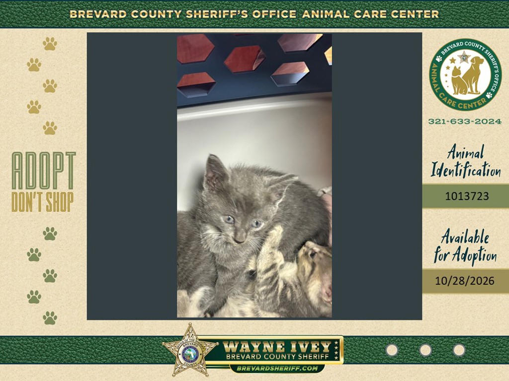 Shelter Stray Female Cat last seen Near Hanford Road SW, PALM BAY, FL, 32908, 5100 W Eau Gallie Blvd, Melbourne, FL 32934, USA